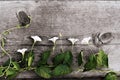 Bindweed - Convolvulus arvensis is located on the background of old wood. View from above. Background layout with free text space