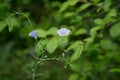 A bindweed.