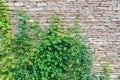 Bindweed on the wall