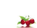 Bing cherry Royalty Free Stock Photo