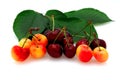 Bing And Rainier Cherries Royalty Free Stock Photo