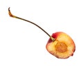 Bing variety cherry bit in half Royalty Free Stock Photo