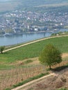 View of the town of Bingen with vineyards in the foreground, Upper Rhine Valley, Germany Royalty Free Stock Photo