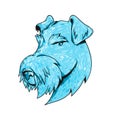 Bingley Terrier Head Drawing Royalty Free Stock Photo