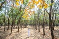 Silhouette of a girl in long dress or ao dai in rubber forest autumn morning