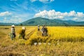 Farmers harvesting rice