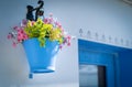 Bink flowers in a blue bucket hung on a white wall in a traditional fishing village of the mediterranean sea.