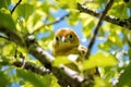 binocular view of a bird in a treetop