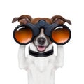 Binoculars searching looking observing dog Royalty Free Stock Photo