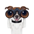 Binoculars searching looking observing dog Royalty Free Stock Photo