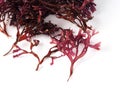 Musgo Estrellado Ã¢â¬â False Irish Moss - Carrageen Moss