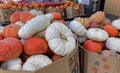 Bins and cartons of Halloween pumpkins on sale for holiday decoration