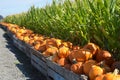 Pumpkins next to a corn field Royalty Free Stock Photo