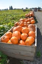 Bins of pumpkins at a pumpkin patch in Gervis, Oregon Royalty Free Stock Photo