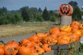 Bins of pumpkins at a pumpkin patch in Gervis, Oregon Royalty Free Stock Photo