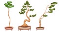 Binsai trees in pots design elements