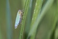 Green leafhopper on a blade of grass during feeding