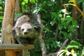 Binturong Royalty Free Stock Photo