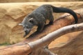 Binturong Royalty Free Stock Photo