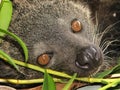 Binturong Royalty Free Stock Photo