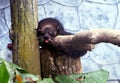 Binturong also known as Arctictis binturong or bearcat. Royalty Free Stock Photo