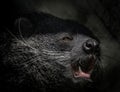 Binturong Face Royalty Free Stock Photo