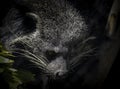 Binturong Face Royalty Free Stock Photo