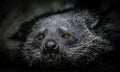 Binturong Face Royalty Free Stock Photo