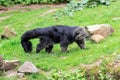 The binturong Royalty Free Stock Photo