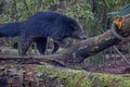 Binturong is also known as the bearcat, and is native to Southeast Asia Royalty Free Stock Photo