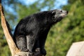 Binturong Royalty Free Stock Photo