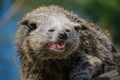 The binturong (Arctictis binturong) also known as bearcat Royalty Free Stock Photo