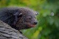 The binturong (Arctictis binturong) also known as bearcat Royalty Free Stock Photo
