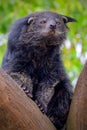 The binturong (Arctictis binturong) also known as bearcat Royalty Free Stock Photo