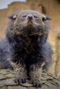 The binturong (Arctictis binturong) also known as bearcat Royalty Free Stock Photo