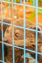 Binturong (Arctictis binturong), also known as the bearcat at th Royalty Free Stock Photo