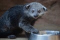 Binturong Arctictis binturong Royalty Free Stock Photo