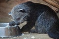 Binturong Arctictis binturong Royalty Free Stock Photo