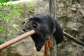 Binturong bear Royalty Free Stock Photo