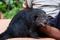 The Binturong Bear