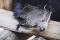 Binturong or bear cat in an animal park - Adorable mammal with long black hair