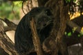Binturong Bear Cat lying on a log.