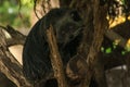 Binturong Bear Cat lying on a log.