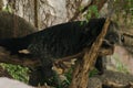 Binturong Bear Cat sleeping in a tree