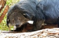 Binturong (Bear-cat)