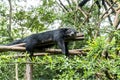 Binturong bear sleeping on tree branches with green leaves background. Black Bearcat on tree trunk. ( Arctictis binturong