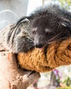 Binturong, Bearcat Royalty Free Stock Photo