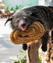 Binturong, Bearcat Royalty Free Stock Photo