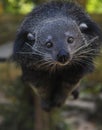 Binturong or bearcat (Arctictis binturong) Royalty Free Stock Photo