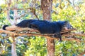 Binturong, Bearcat (Arctictis binturong) in the zoo